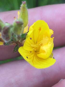 Image of narrowleaf evening primrose