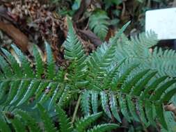 Image de Dryopteris setosa (Thunb. ex Murr.) Akasawa