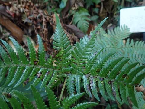 Image of Dryopteris setosa (Thunb. ex Murr.) Akasawa