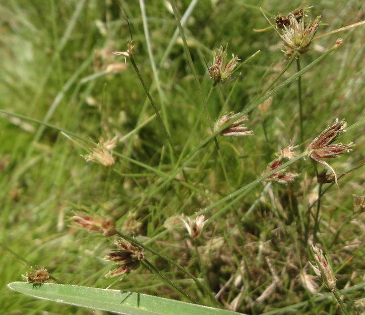 Image of Bulbostylis humilis (Kunth) C. B. Clarke