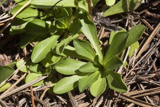 Image of smooth Townsend daisy