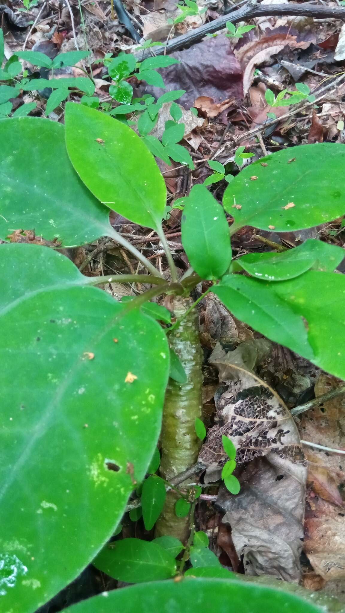 Слика од Euphorbia denisiana var. ankarensis