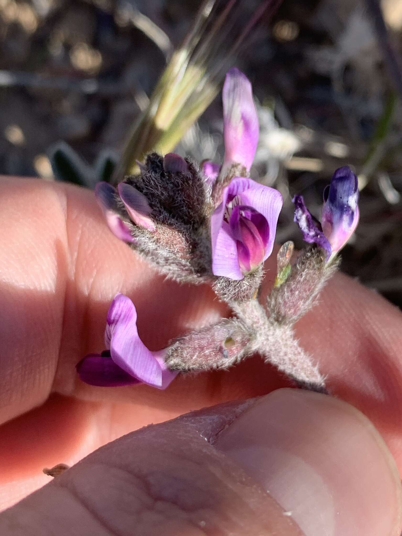 Sivun Astragalus tidestromii (Rydb.) Clokey kuva