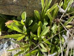 Image of primrose monkeyflower