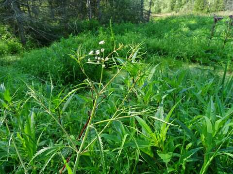 Image of bulblet-bearing water hemlock