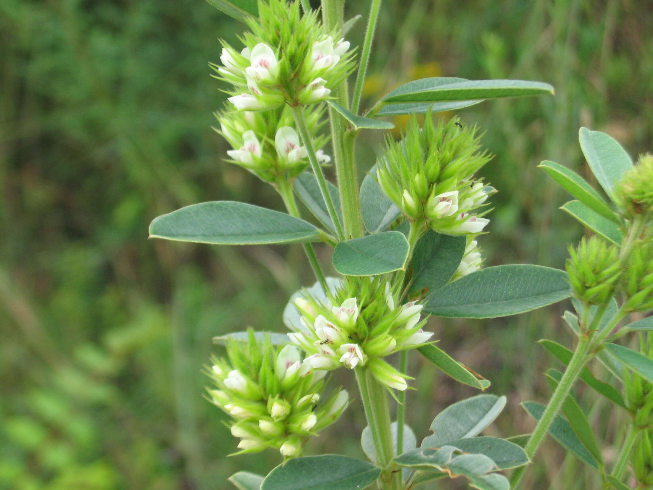 Lespedeza capitata Michx. resmi