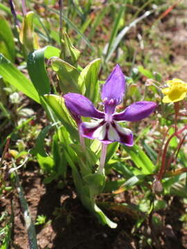 Image of Lapeirousia jacquinii N. E. Br.