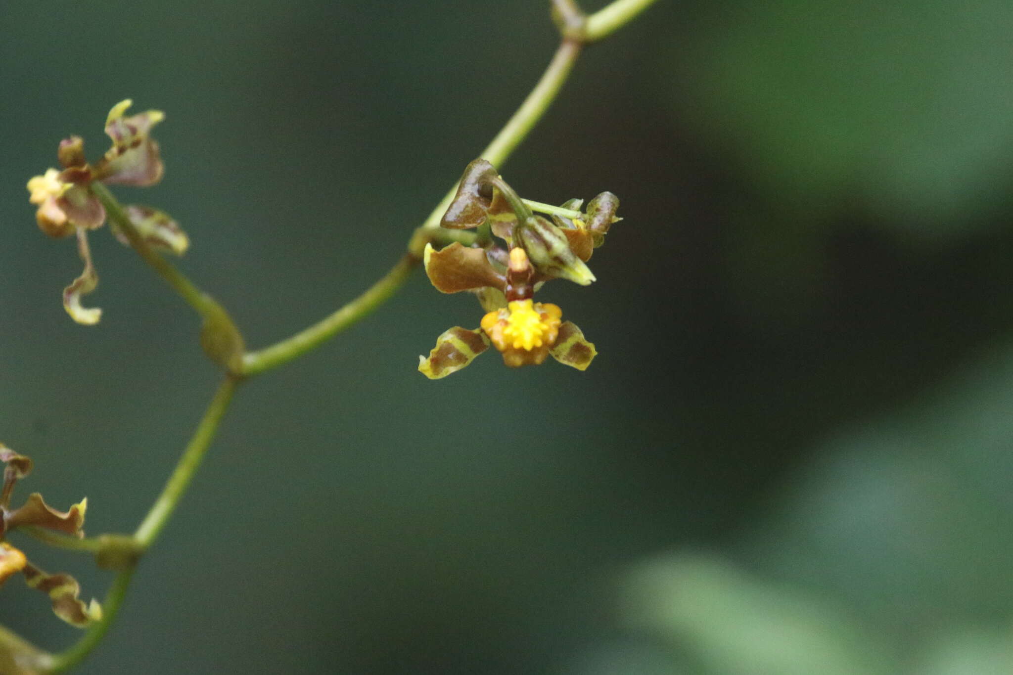 Image of winged-lady orchid