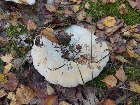 Image of fleecy milk-cap