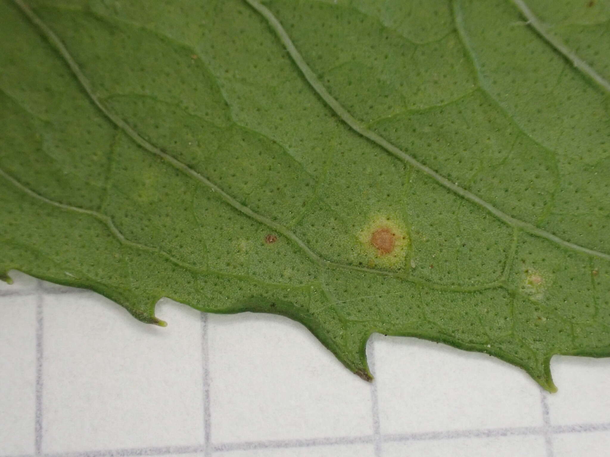 Image de Puccinia menthae Pers. 1801