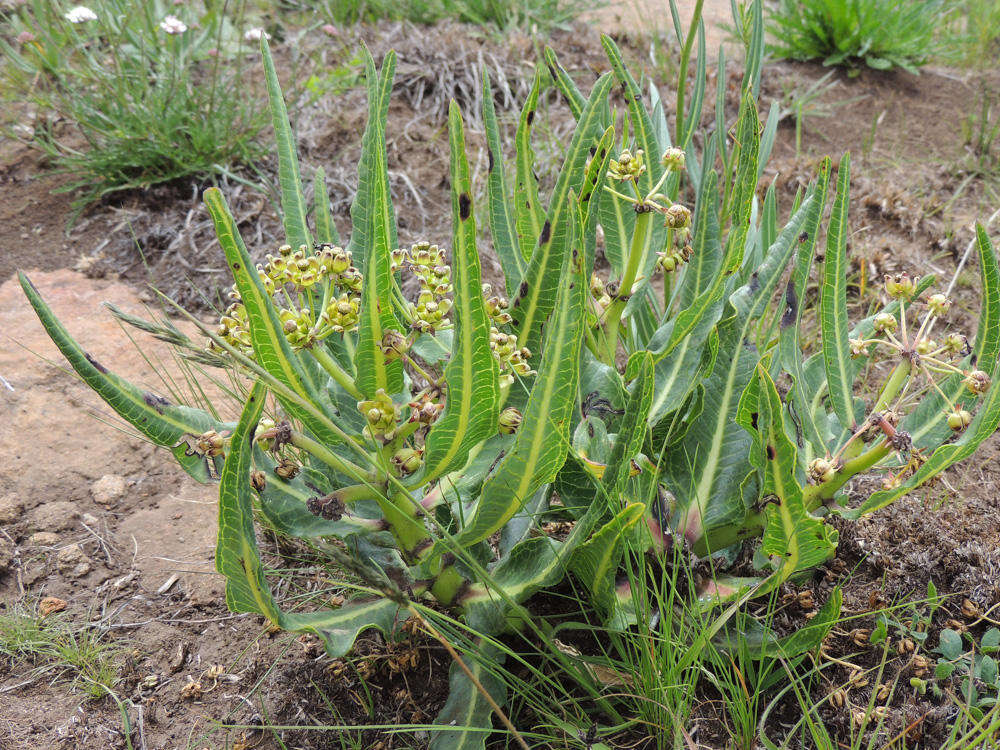 Image of Xysmalobium stockenstromense Scott Elliott