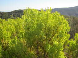 Image of Common Sunshine Conebush