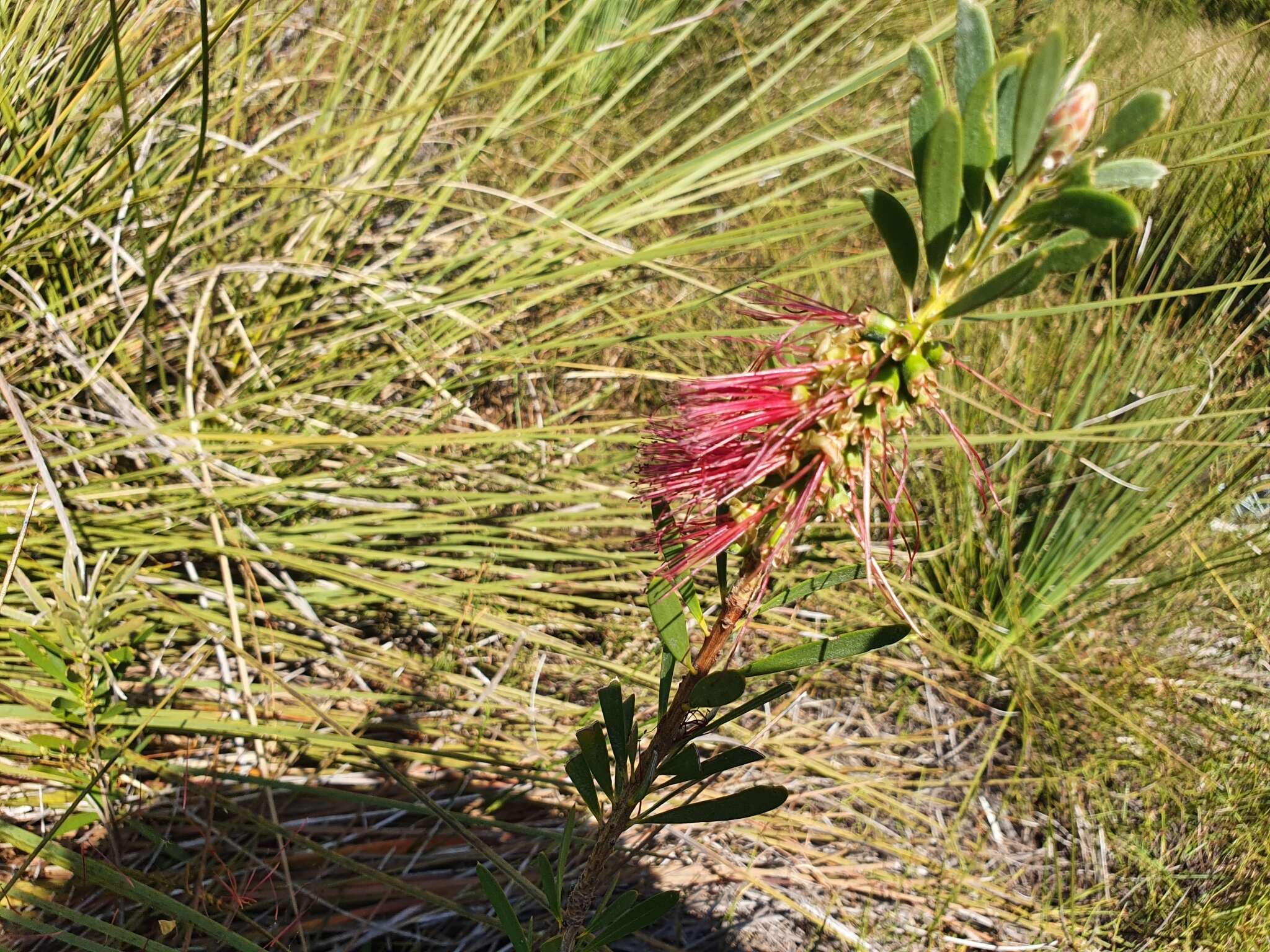 Sivun Callistemon pachyphyllus Cheel kuva