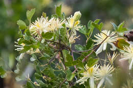 Imagem de Clematis pauciflora Nutt. ex Torr. & Gray