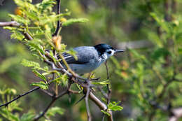 Image of White-browed Gnatcatcher