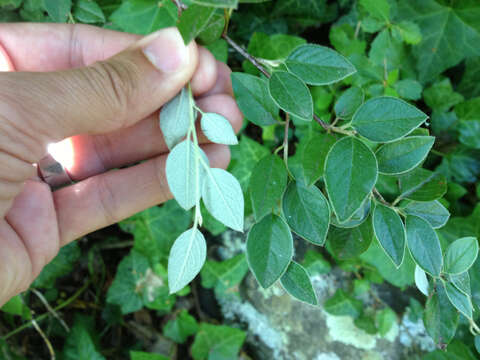 Image of Simons' cotoneaster