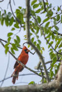 Imagem de Cardinalis cardinalis saturatus Ridgway 1885