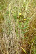 Image of large St. Johnswort