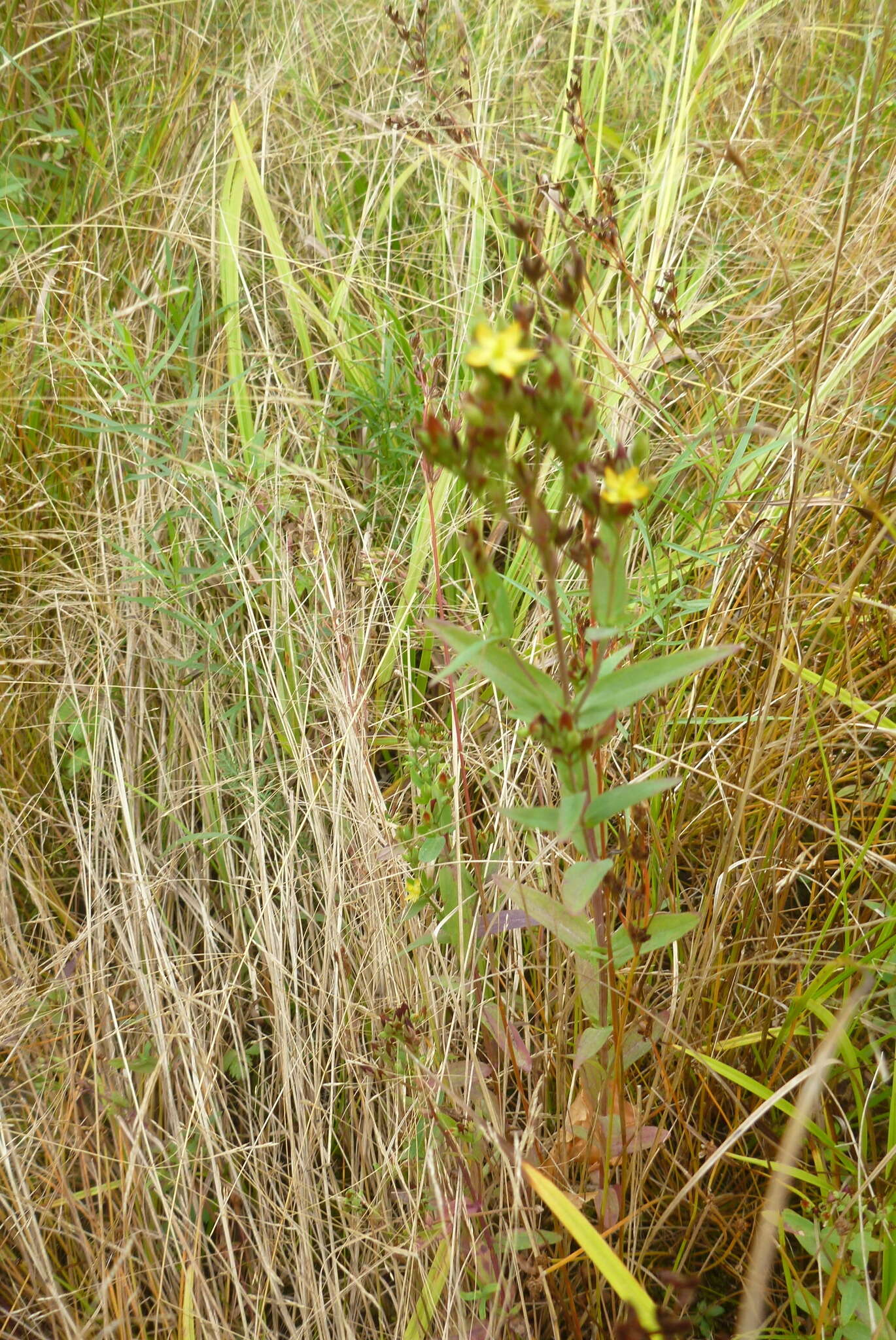 Sivun Hypericum majus (A. Gray) Britton kuva