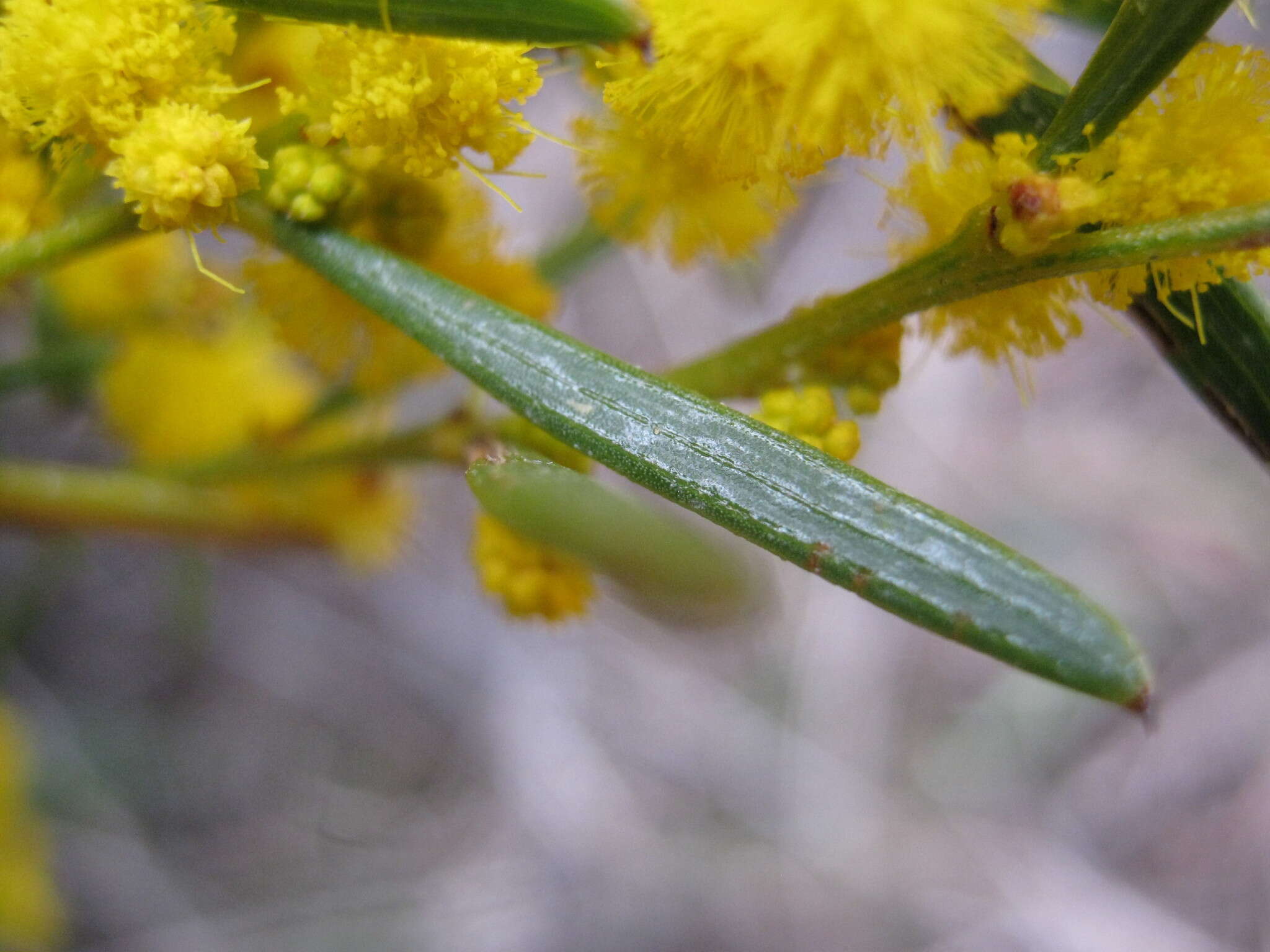 Imagem de Acacia sclerophylla Lindl.