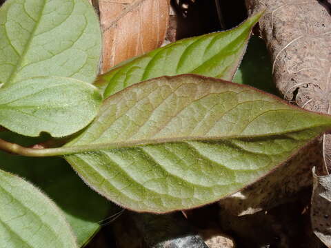 Image de Syringa villosa Vahl