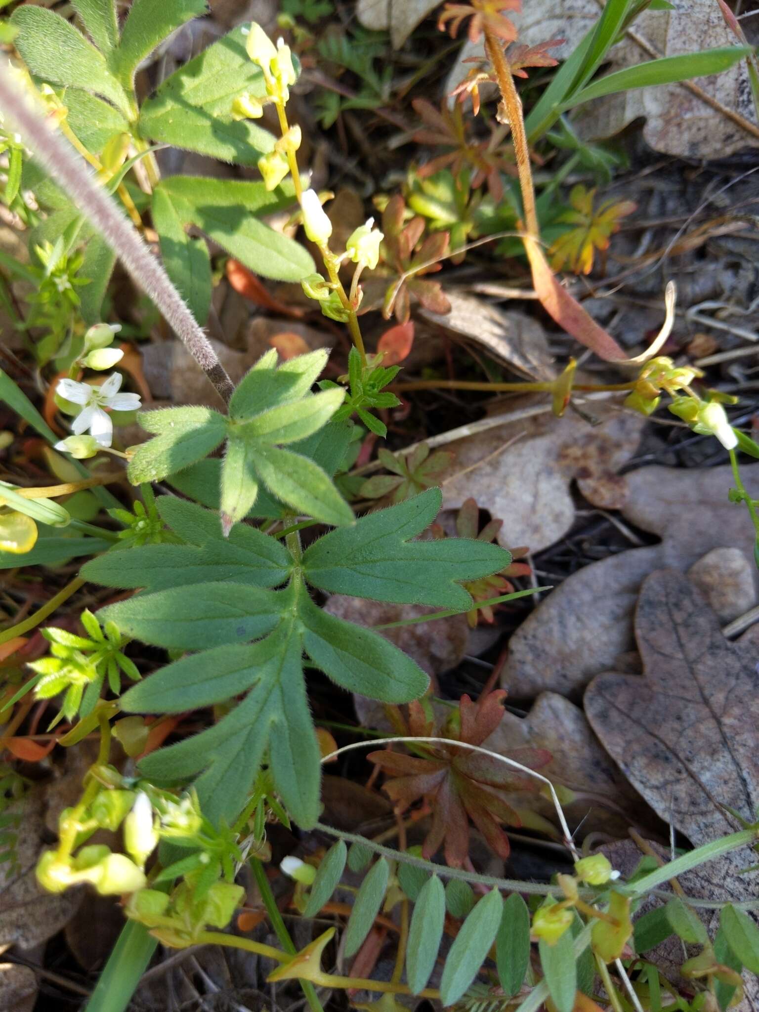 Hydrophyllum capitatum var. thompsonii (M. E. Peck) Constance的圖片