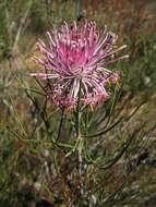 Image of Isopogon divergens R. Br.