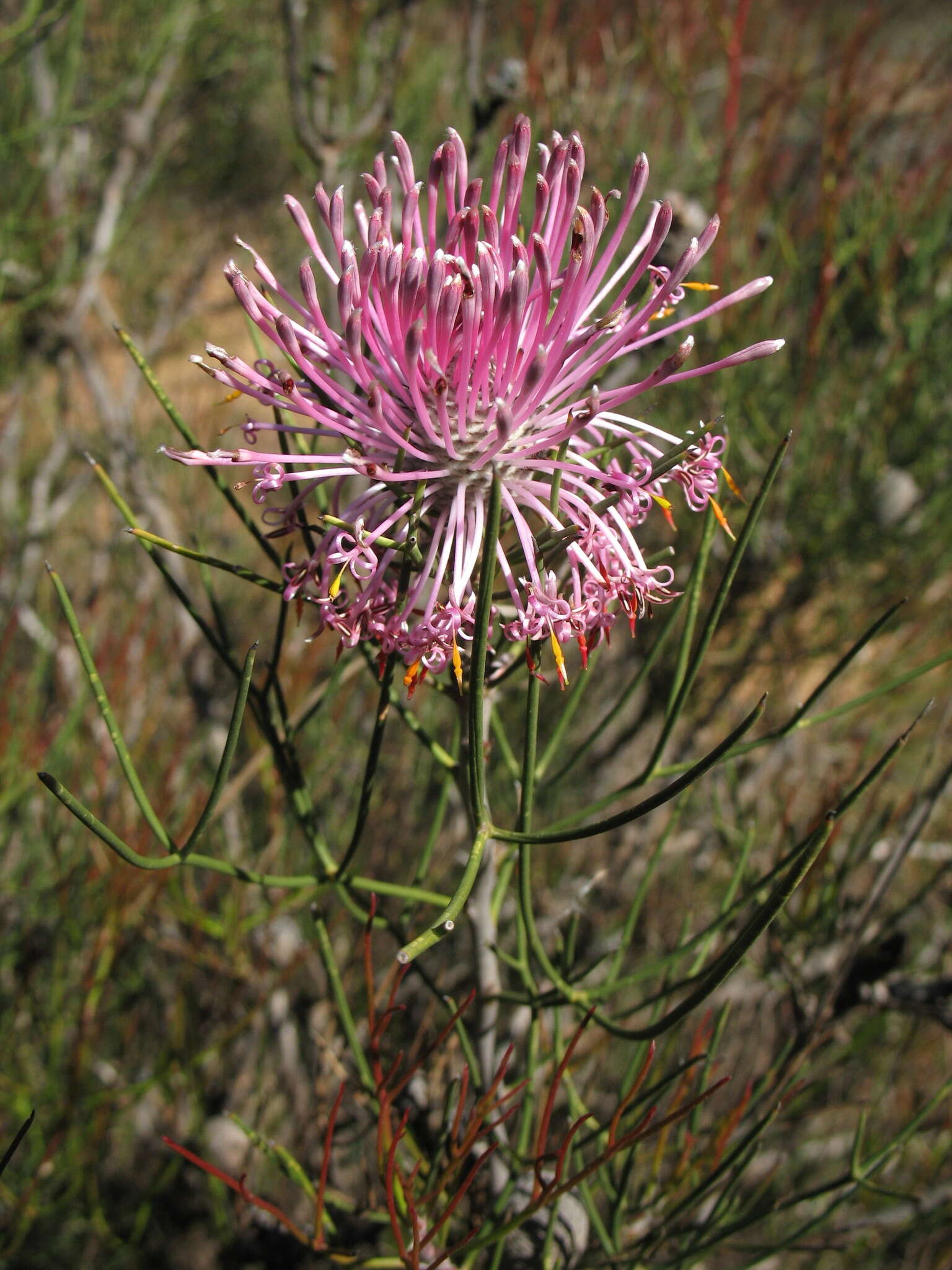 Image of Isopogon divergens R. Br.