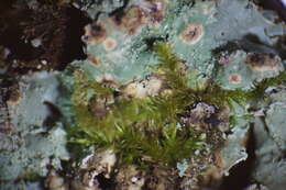 Image of isopterygium moss