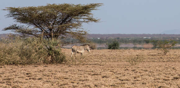 Image of Grevy's Zebra