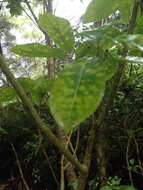 Image of Melicytus ramiflorus subsp. ramiflorus