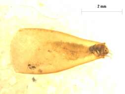 Image of Oxyethira (Trichoglene) albiceps (McLachlan 1862)