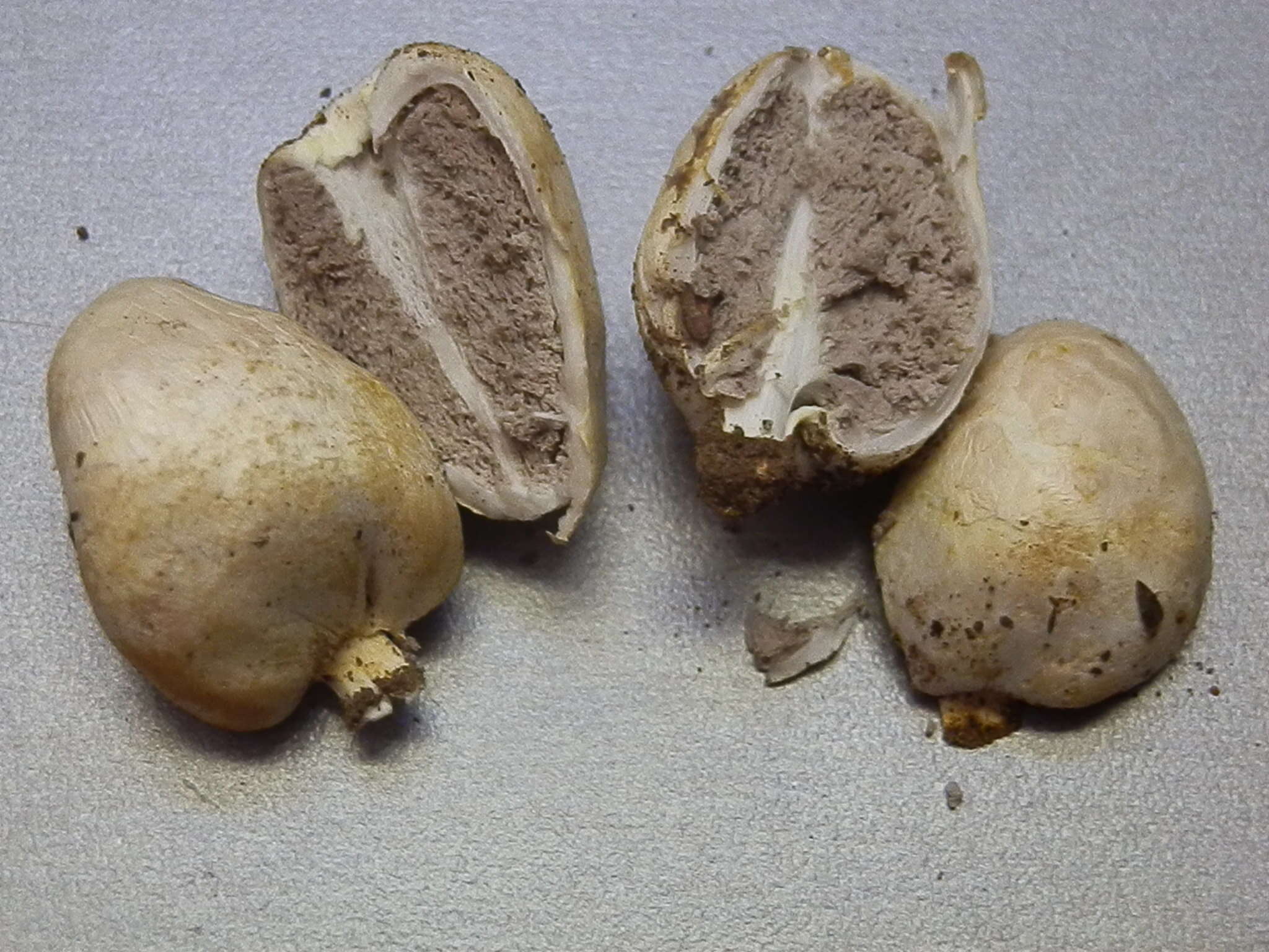 Image of Agaricus columellatus (Long) R. M. Chapm., V. S. Evenson & S. T. Bates 2016