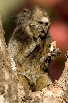 Image of Black-pencilled Marmoset