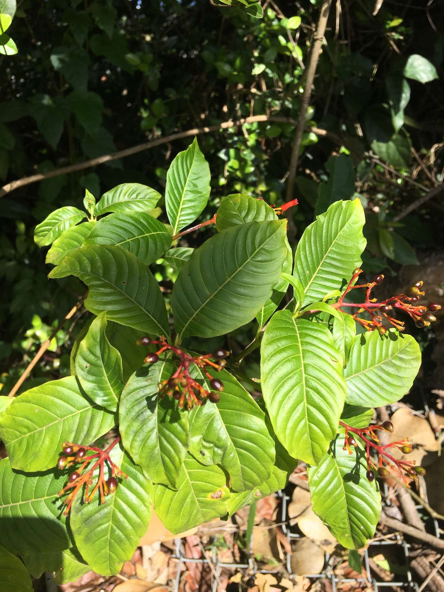 Plancia ëd Palicourea crocea (Sw.) Schult.