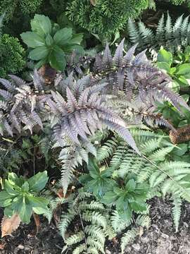 Image of Athyrium niponicum (Mett) Hance