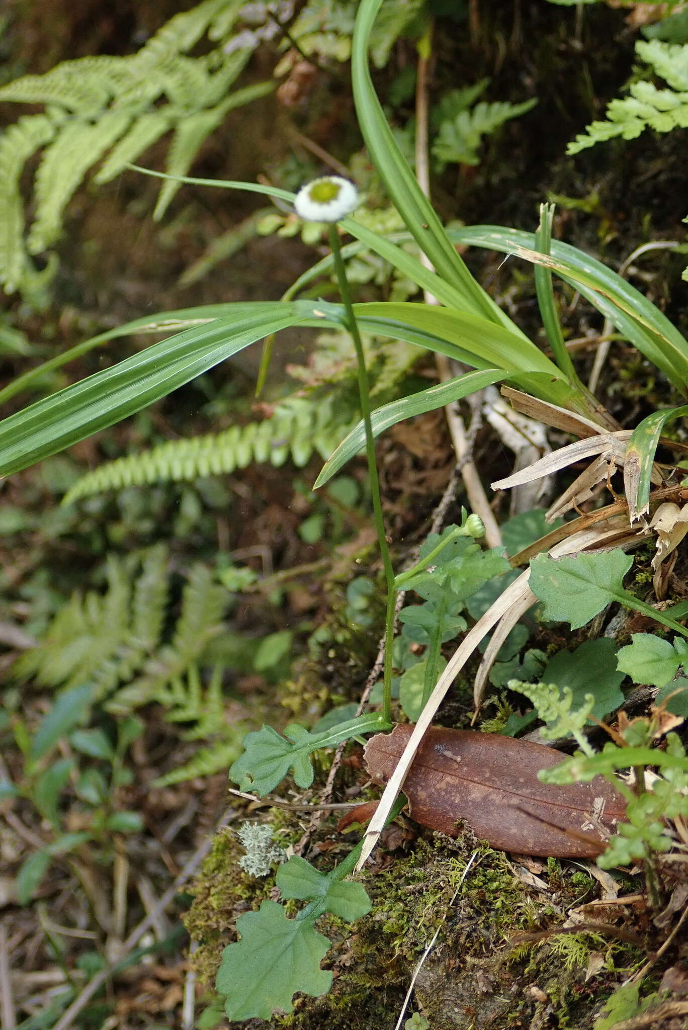 Plancia ëd Myriactis humilis Merr.