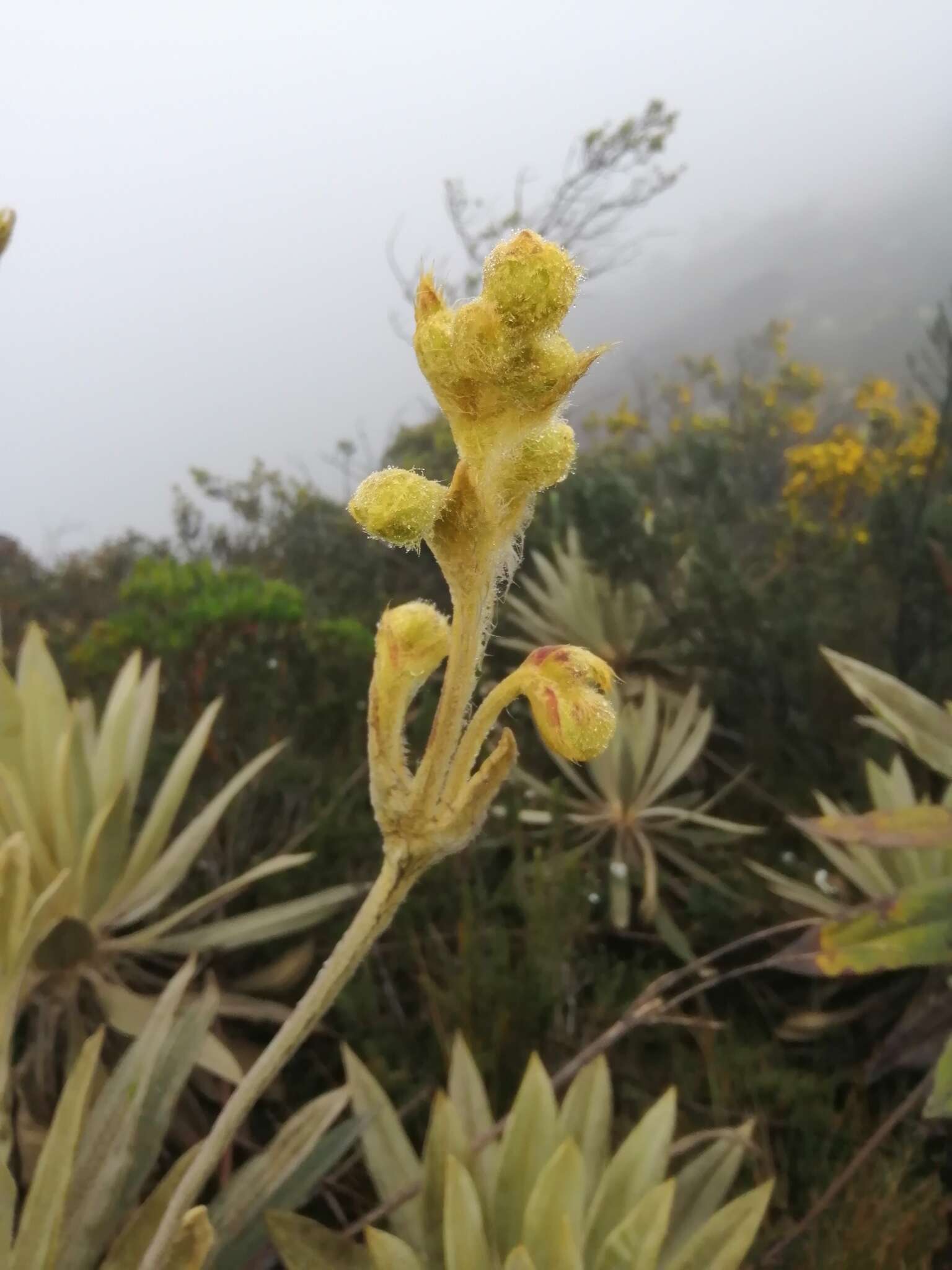 Image of Espeletia grandiflora Humb. & Bonpl.