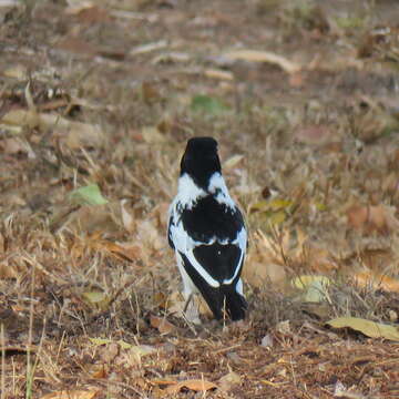 Image of Black-backed Butcherbird