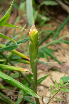 Image of Cooking Ginger