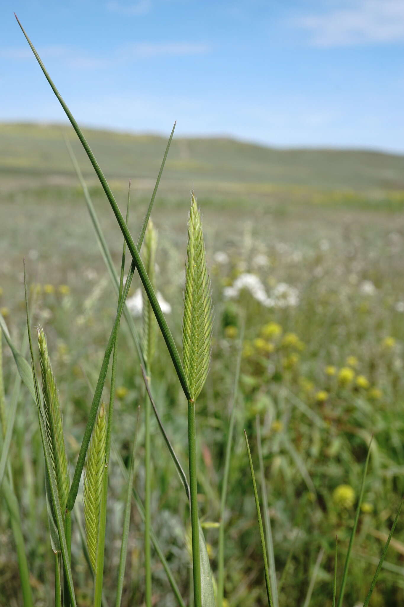 Слика од Agropyron cimmericum Nevski