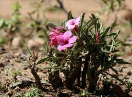 Image de Adenium obesum subsp. swazicum (Stapf) G. D. Rowley