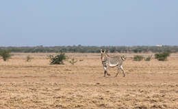 Image of Grevy's Zebra