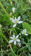 Imagem de Ornithogalum divergens Boreau