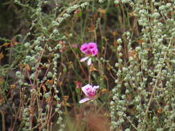 Image of Pelargonium grandiflorum (Andr.) Willd.