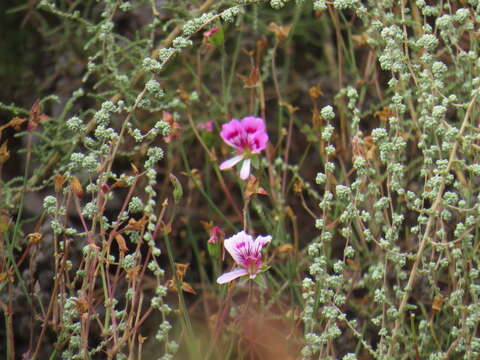 Image of Pelargonium grandiflorum (Andr.) Willd.