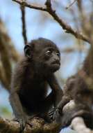 Image of Ecuadorian Mantled Howling Monkey