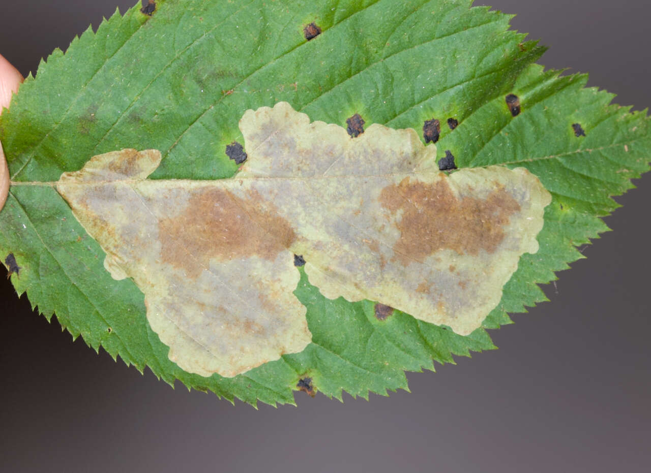 Image of Cameraria lentella (Braun 1908)