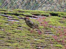 Image of Eurasian Green Woodpecker