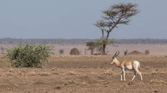 Image of Gazelle de Soemmerring